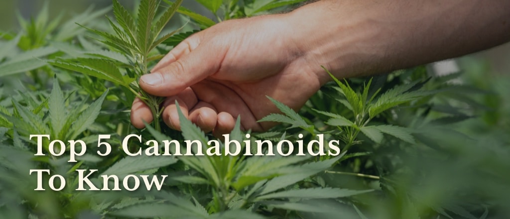 Top 5 Cannabinoids to Know