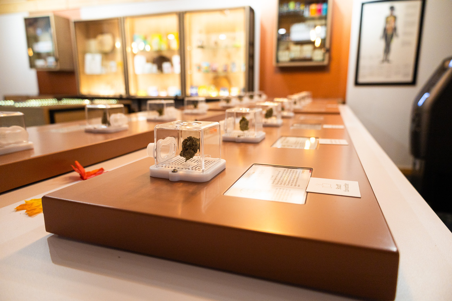 Timber Cannabis Co. in Mt. Pleasant is your destination for top-quality cannabis products. Our new dispensary offers a diverse selection of strains, edibles, and accessories to cater to all preferences. With a knowledgeable and friendly staff, we provide personalized guidance to help you find the perfect product for your needs. Experience the natural allure of Timber Cannabis Co. and elevate your cannabis journey today!